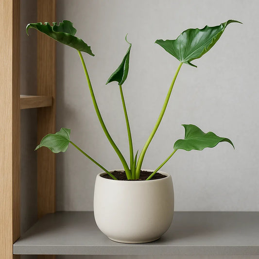15 - 20cm Alocasia Triangularis 10.5 Pot House Plant