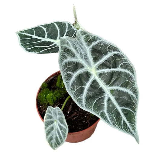 15 - 20cm Alocasia Watsonia Lightning House Plant 10,5 cm Pot