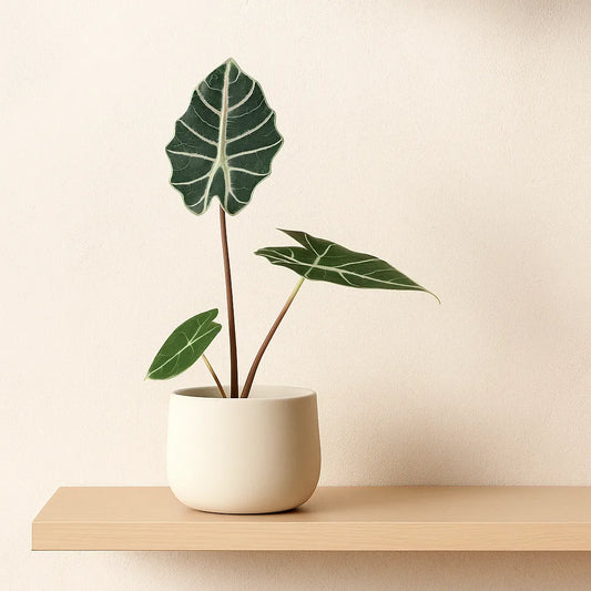 15 - 20cm Alocasia Watsoniana Red Vein House Plant 10,5 cm Pot