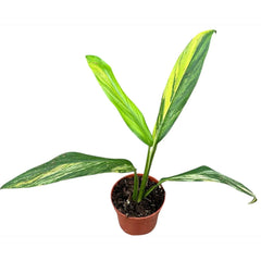 15 - 20cm Amplissimum Aurea Variegata 10.5cm Pot House Plant
