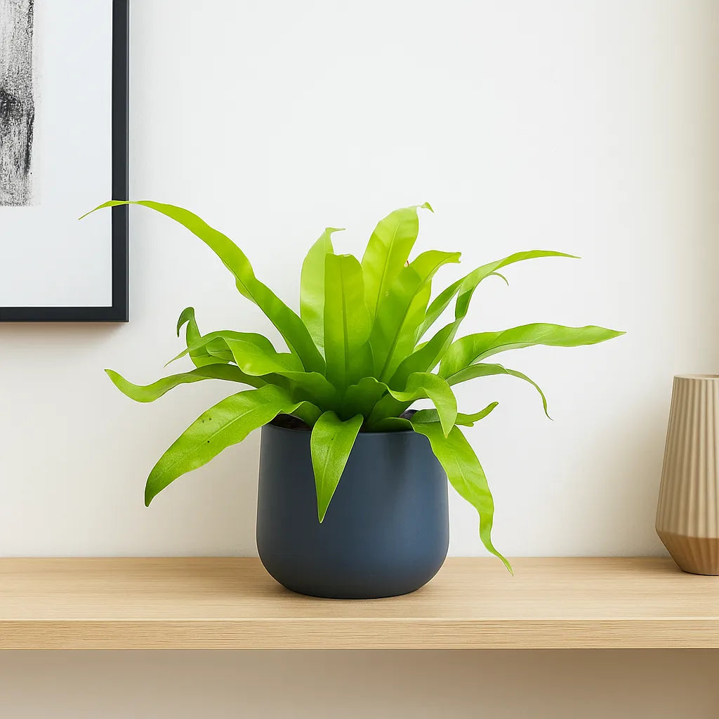 15 - 20cm Asplenium Antiquum Fern 12cm Pot House Plant