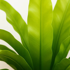 15 - 20cm Asplenium Antiquum Fern 12cm Pot House Plant