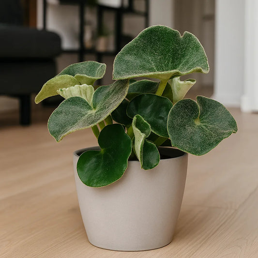 15 - 20cm Begonia Lunar Mist 12cm Pot House Plant