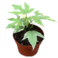 15 - 20cm Cnidoscolus Aconitifolius Variegata 10.5cm Pot House Plant