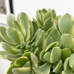 15 - 20cm Crassula Swaziensis Variegata House Plant 12cm Pot