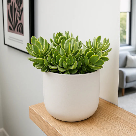 15 - 20cm Crassula Swaziensis Variegata House Plant 12cm Pot