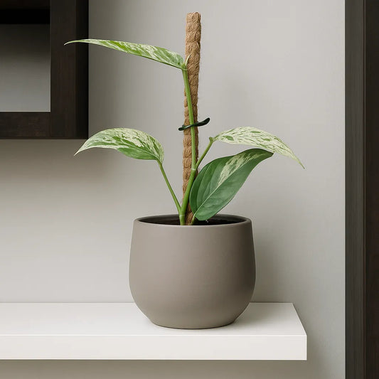 15 - 20cm Epipremnum Cebu Blue Variegata 10.5cm Pot House Plant