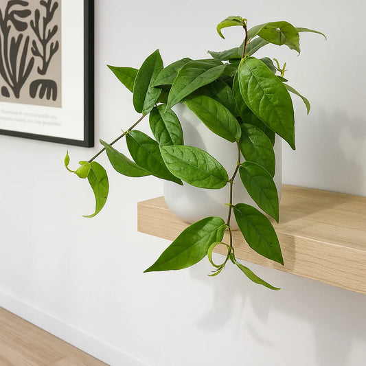 15 - 20cm Ficus Sagittata Plant 12cm Pot House Plant