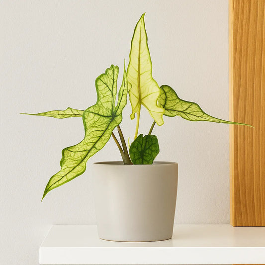 15 - 20cm Ghost Alocasia Jacklyn House Plant 10.5cm Pot