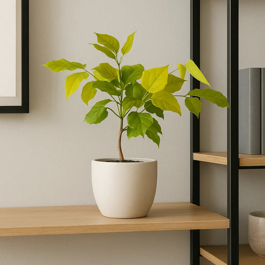 15 - 20cm Golden Radermachera 12cm Pot House Plant