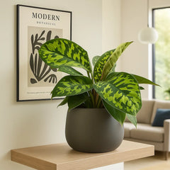 15 - 20cm Homalomena Camouflage Shield Plant 14cm Pot House Plant