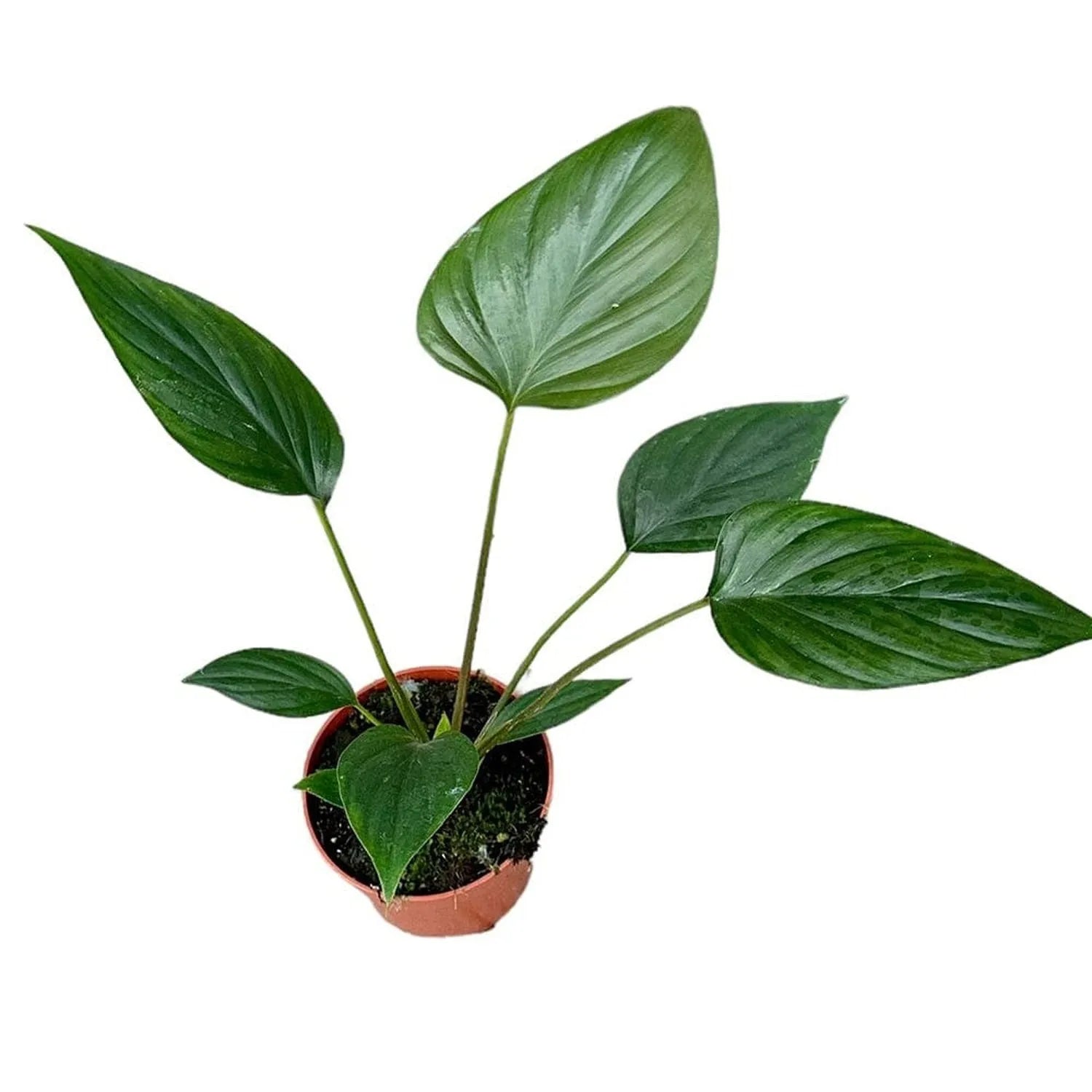 15 - 20cm Homalomena Rubescens Black House Plant 10,5 cm Pot - Plants ...