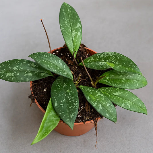 15 - 20cm Hoya Crassipetiolata Splash House Plant 10,5 cm Pot