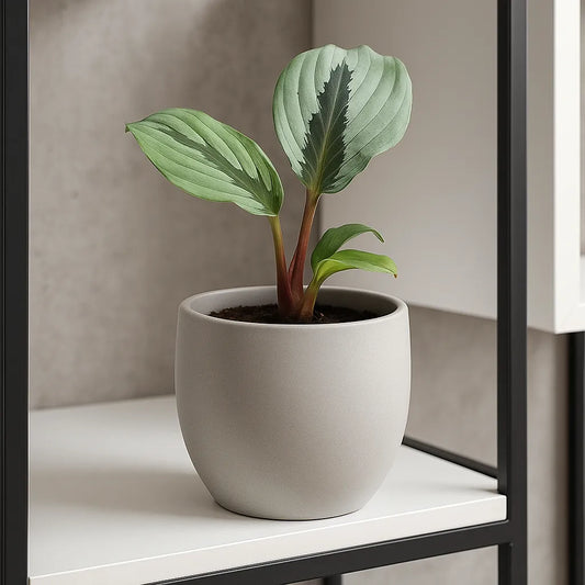 15 - 20cm Kaempferia Aurantiflora Jungle Silver 14cm Pot House Plant