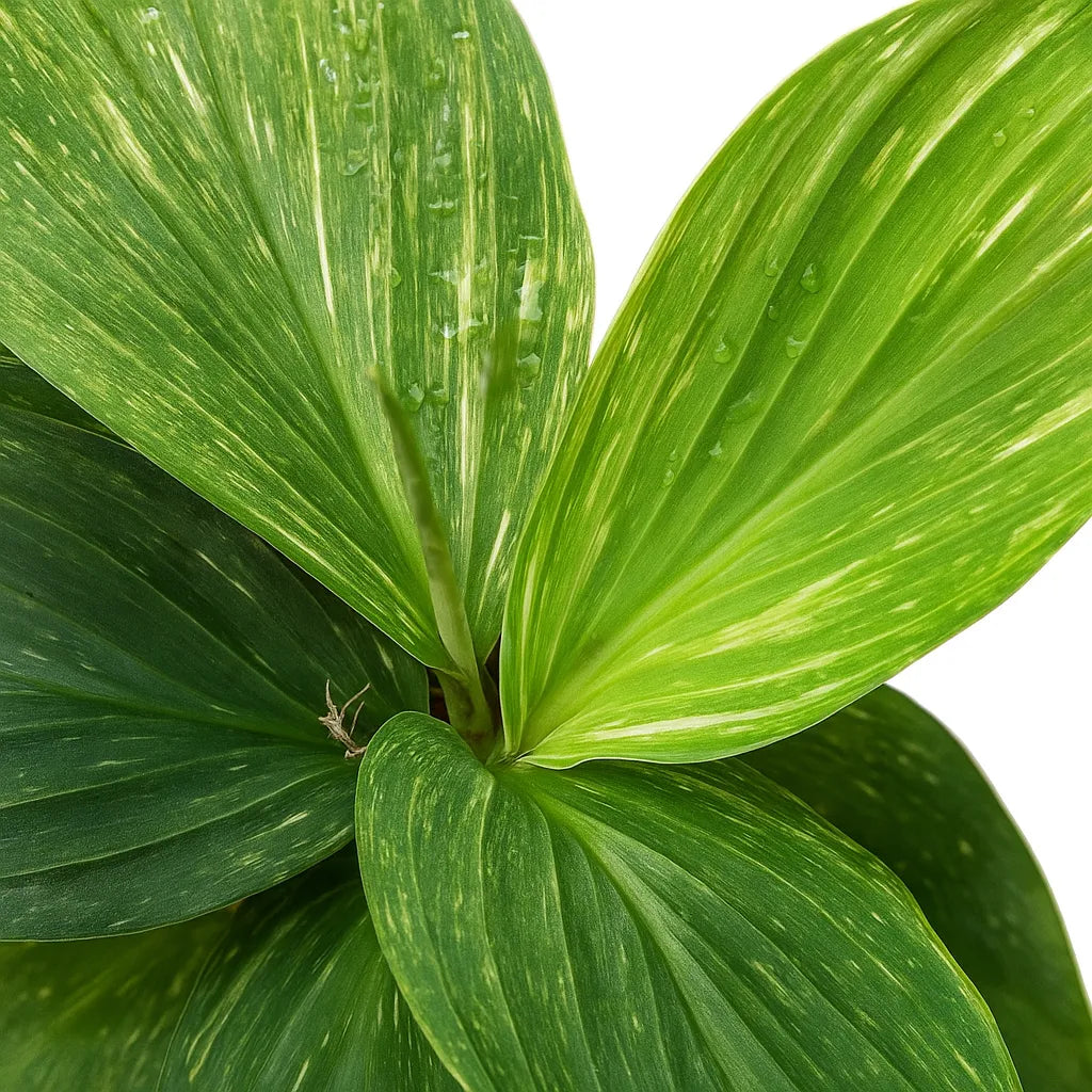 15 - 20cm Kaempferia Pulchra Marble Variegata 14cm Pot House Plant