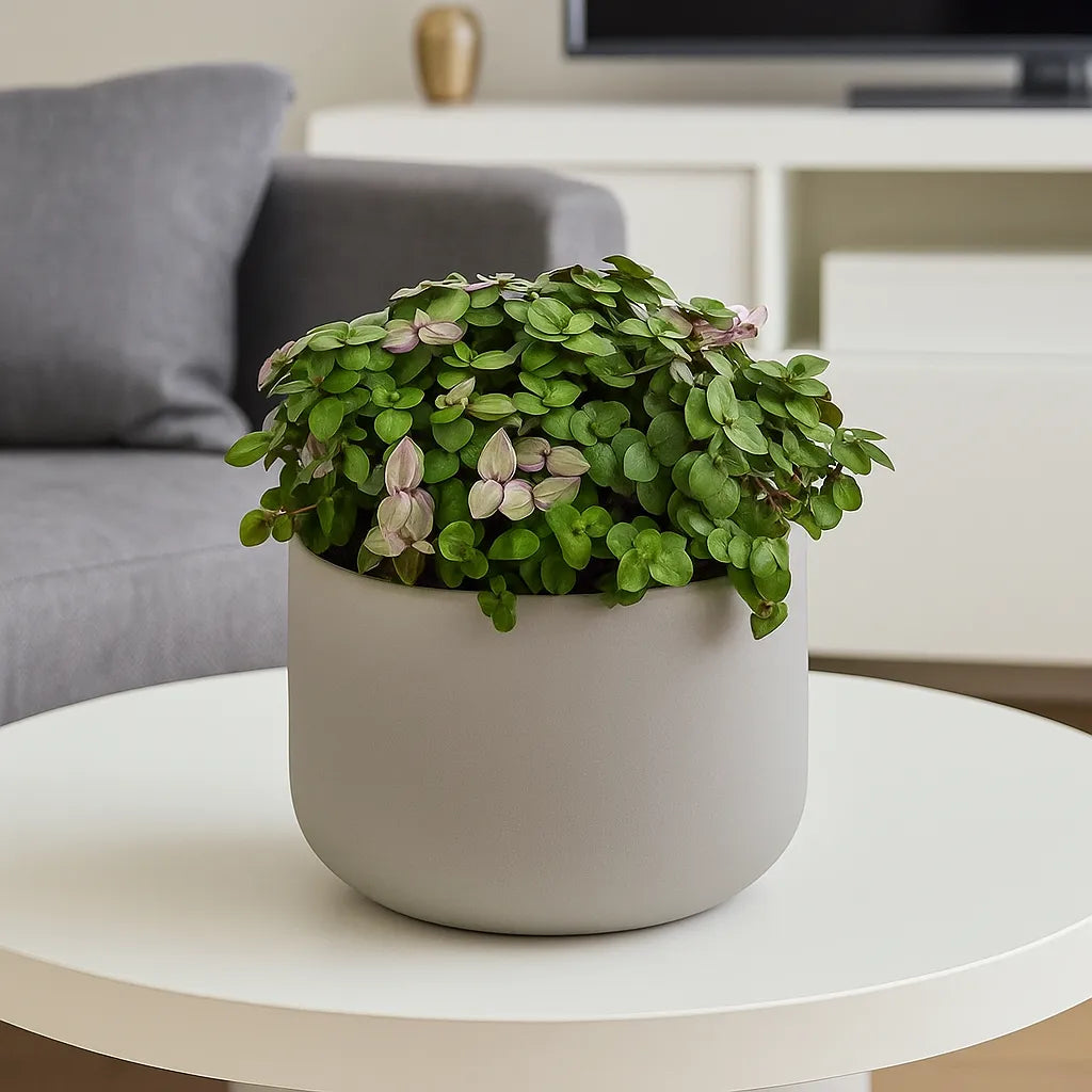 15 - 20cm Mini Tradescantia House Plant 12cm Pot