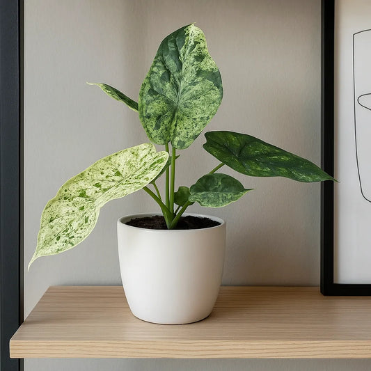 15 - 20cm Mint Alocasia Dragon Scale House Plant 10.5cm Pot