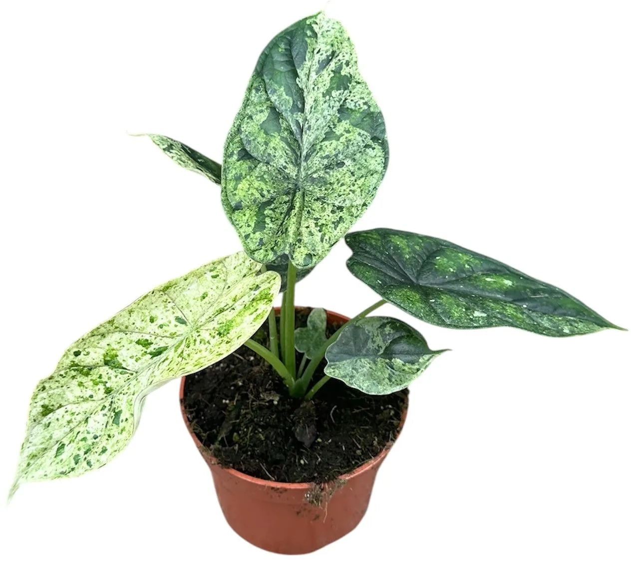 15 - 20cm Mint Alocasia Dragon Scale House Plant 10.5cm Pot 15 - 20cm Mint Alocasia Dragon Scale House Plant 10.5cm Pot