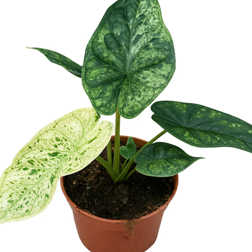 15 - 20cm Mint Alocasia Dragon Scale House Plant 10.5cm Pot