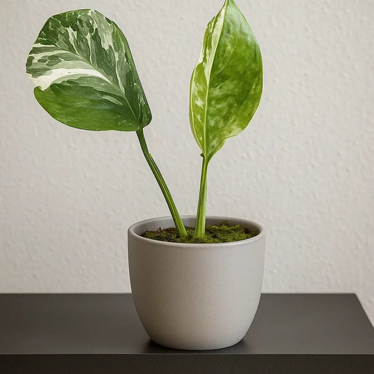 15 - 20cm Monstera Lechleriana Variegata 10.5 Pot House Plant