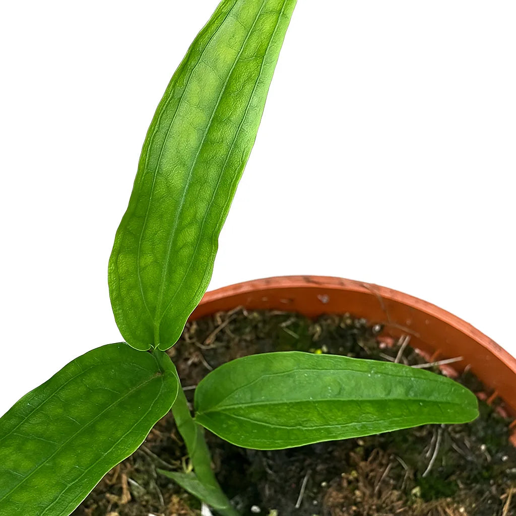15 - 20cm Monstera Obliqua Yasuni 10.5cm Pot House Plant