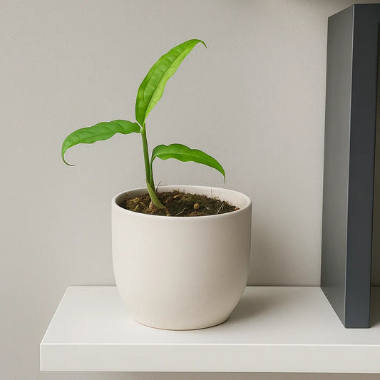 15 - 20cm Monstera Obliqua Yasuni 10.5cm Pot House Plant