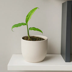 15 - 20cm Monstera Obliqua Yasuni 10.5cm Pot House Plant