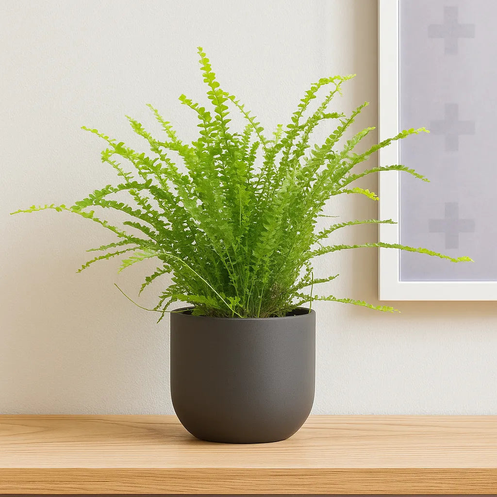 15 - 20cm Nephrolepis Duffii Fern 12cm Pot House Plant