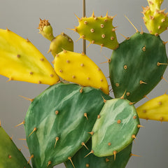 15 - 20cm Opuntia Crazy White Jamaicensis 11cm Pot House Plant