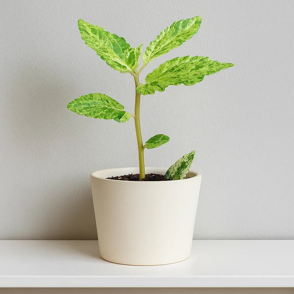 15 - 20cm Pellionia Repens Variegated 8cm Pot House Plant