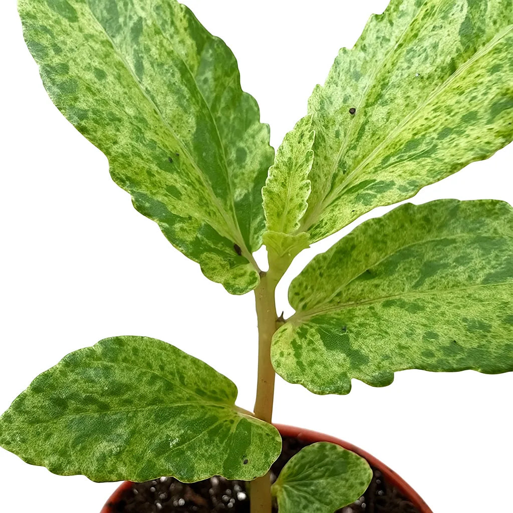 15 - 20cm Pellionia Repens Variegated 8cm Pot House Plant