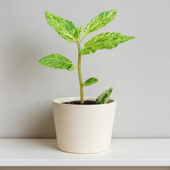 15 - 20cm Pellionia Repens Variegated 8cm Pot House Plant