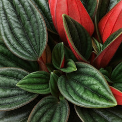15 - 20cm Peperomia Caperata Rosso 12cm Pot House Plant