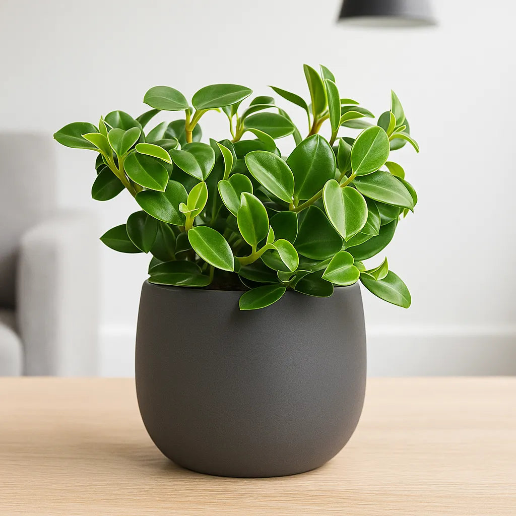 15 - 20cm Peperomia Pixie Green 12cm Pot House Plant