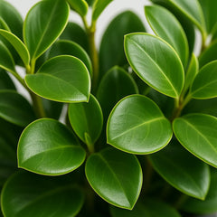 15 - 20cm Peperomia Pixie Green 12cm Pot House Plant