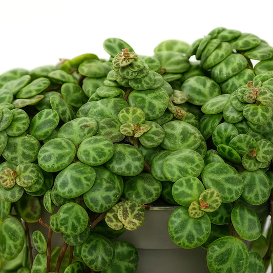 15 - 20cm Peperomia Prostrata Radiator House Plant 11cm Pot