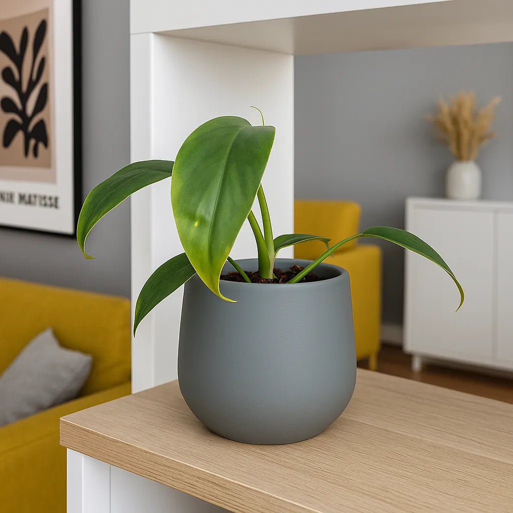 15 - 20cm Philodendron 96898 House Plant 10.5cm Pot