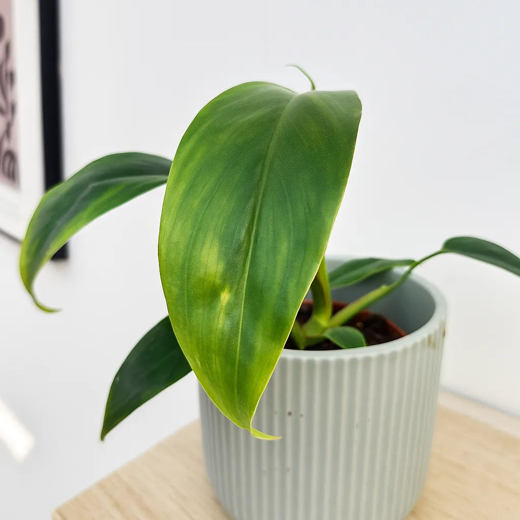 15 - 20cm Philodendron 96898 House Plant 10.5cm Pot