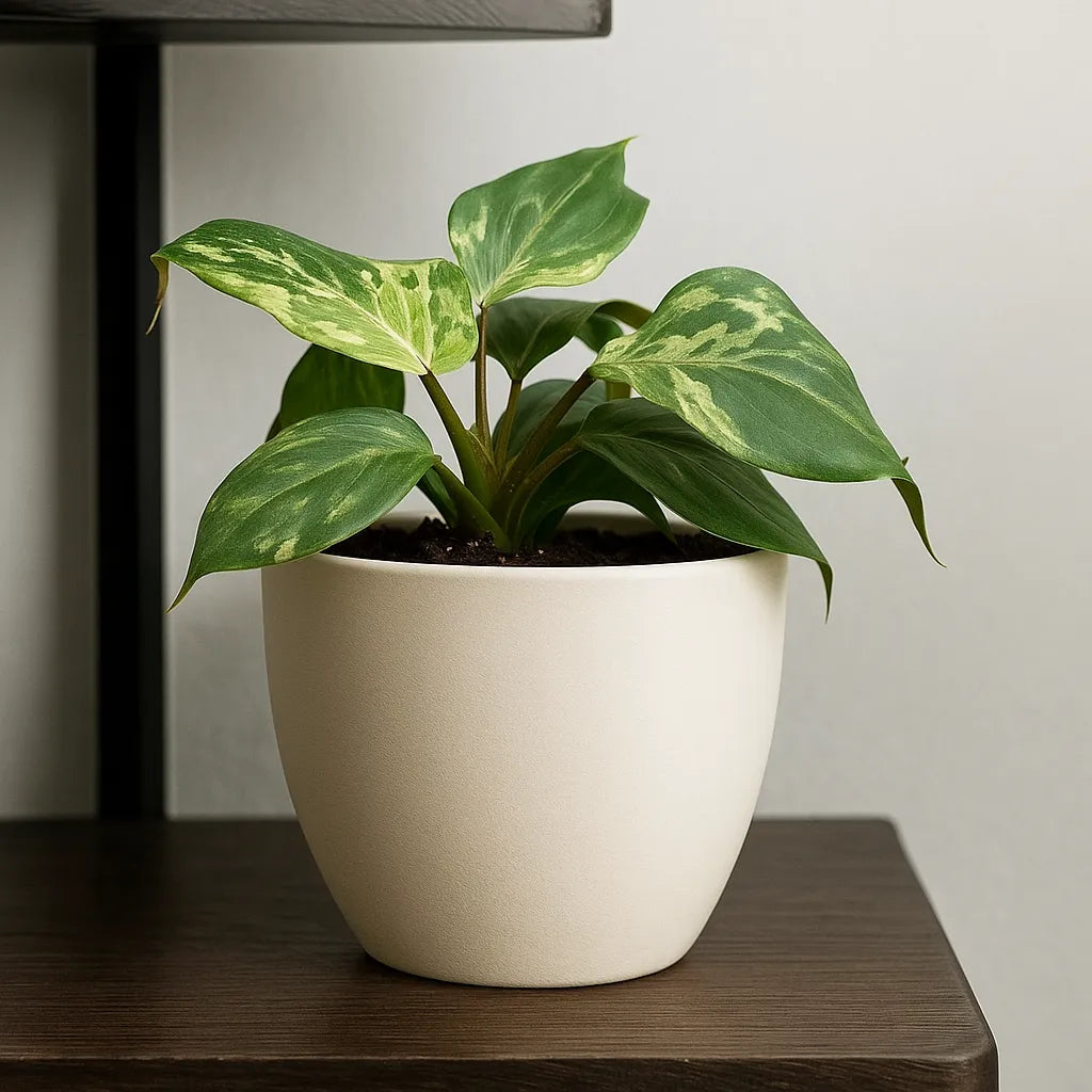15 - 20cm Philodendron Gloriosum Snow Leopard 10.5cm Pot House Plant