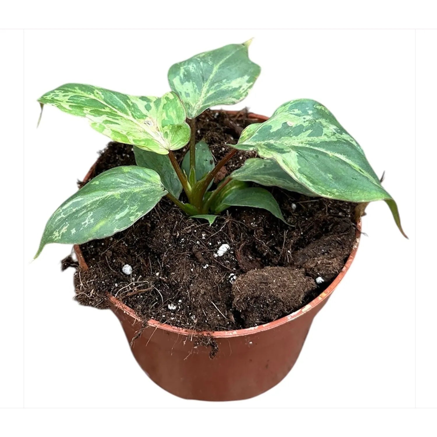 15 - 20cm Philodendron Gloriosum Snow Leopard 10.5cm Pot House Plant
