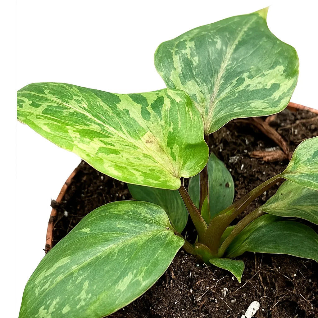 15 - 20cm Philodendron Gloriosum Snow Leopard 10.5cm Pot House Plant