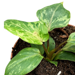 15 - 20cm Philodendron Gloriosum Snow Leopard 10.5cm Pot House Plant