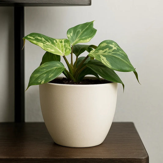 15 - 20cm Philodendron Gloriosum Snow Leopard 10.5cm Pot House Plant