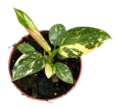 15 - 20cm Philodendron Green Congo Hybrid Variegata House Plant 10,5 cm Pot