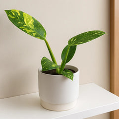 15 - 20cm Philodendron Green Congo Hybrid Variegata House Plant 10,5 cm Pot