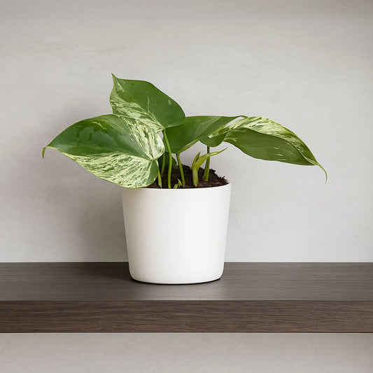 15 - 20cm Philodendron Hederaceum Oxycardium Variegata House Plant 10,5 cm Pot