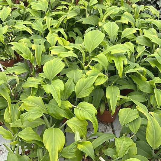 15 - 20cm Philodendron Panduriforme hybride 12cm Pot