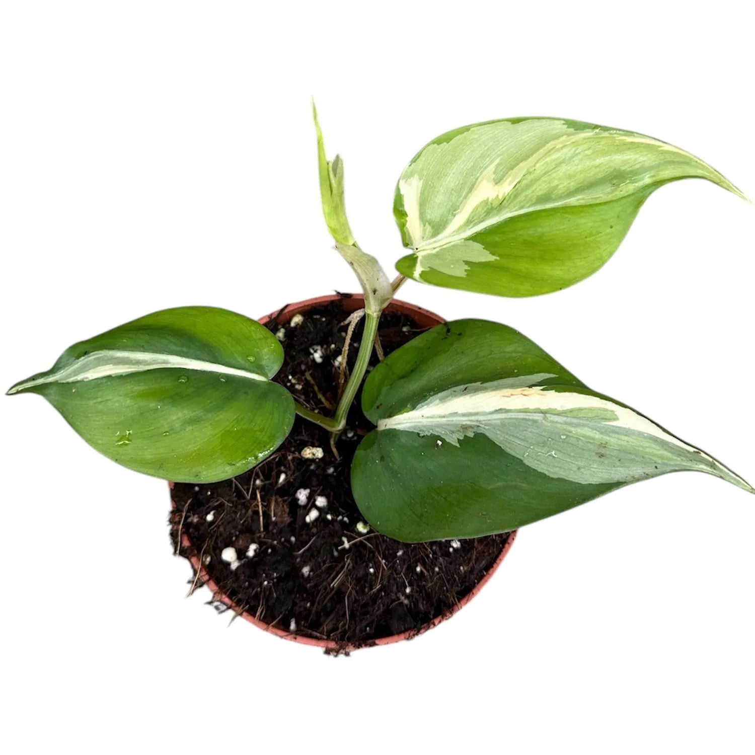 15 - 20cm Philodendron Rio House Plant 10,5 cm Pot – Plants For All Seasons