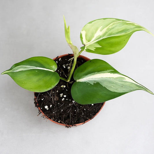 15 - 20cm Philodendron Rio House Plant 10,5 cm Pot