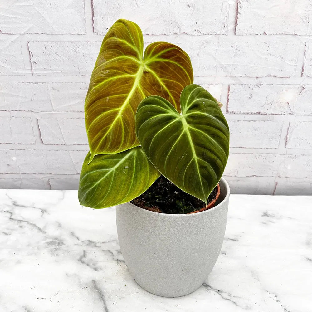 15 - 20cm Philodendron Verrucosum El Choco 14cm Pot